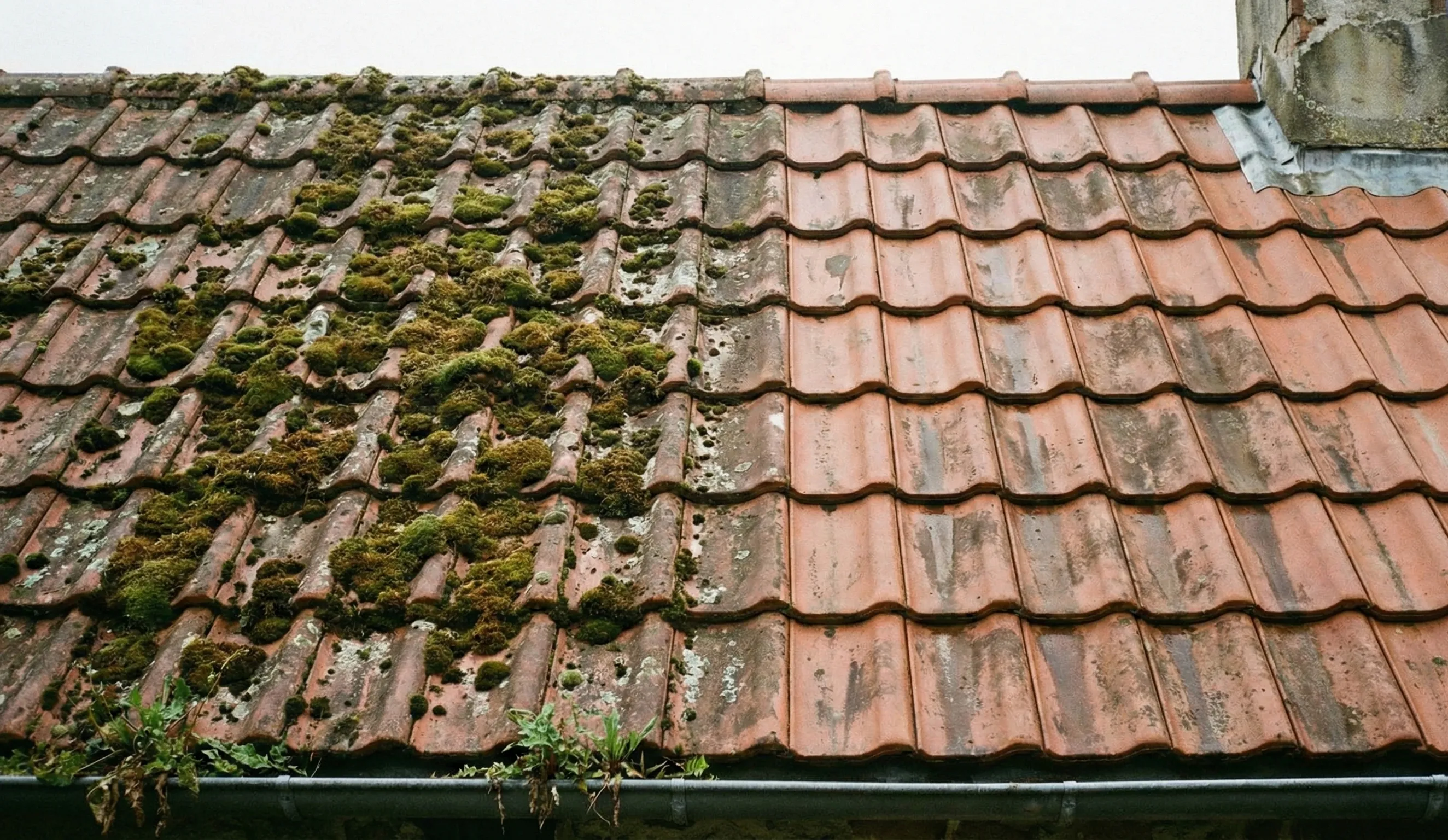 Entretien et démoussage